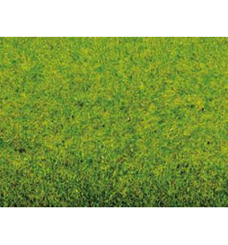 Noch 00260 - Mata trawiasta-wiosenna łąka
