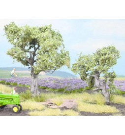 Noch 21995 - Olive Trees